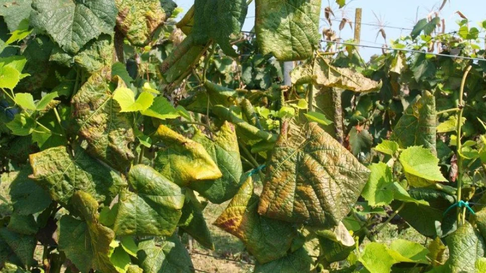 Zlatna žutica vinove loze