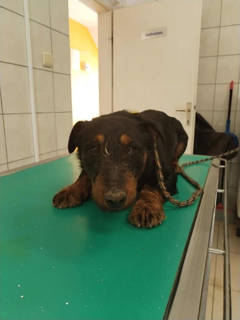 Mužjak, pod rednim brojem 97/25, izvor fotografije: Facebook stranica Sklonište za životinje Ottova kućica