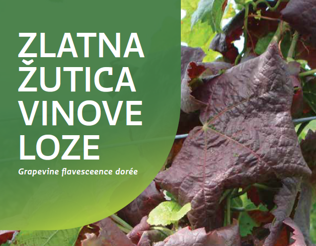 Zlatna žutica vinove loze, izvor fotografije: Ministarstvo poljoprivrede, šumarstva i ribarstva